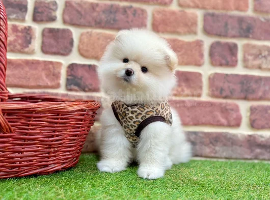 Muhteşem Güzelli̇kte Pomerani̇an Boo Bebekleri̇mi̇z görsel