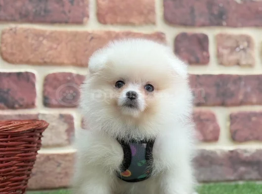 Muhteşem Güzelli̇kte Pomerani̇an Boo Bebekleri̇mi̇z görsel
