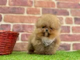 MUHTEŞEM GÜZELLİKTE POMERANİAN BOO BEBEKLERİMİZ