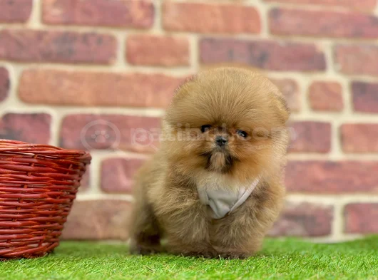 Muhteşem Güzelli̇kte Pomerani̇an Boo Bebekleri̇mi̇z