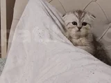 4 Aylık Yavrularımız Yeni Yuvalarını Arıyor