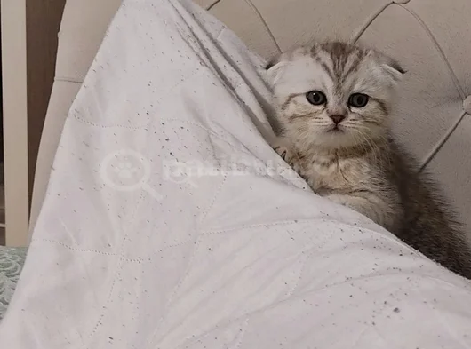 4 Aylık Yavrularımız Yeni Yuvalarını Arıyor görsel