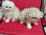 4 Aylık Yavrularımız Yeni Yuvalarını Arıyor