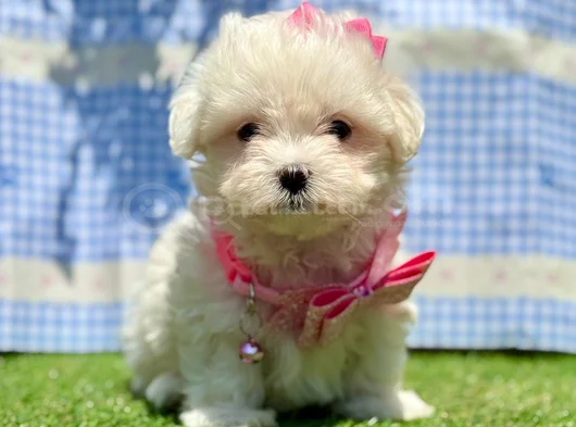 Tea Cup Maltese Terri̇er Yavrularimiz görsel