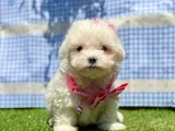 Tea Cup Maltese Terri̇er Yavrularimiz