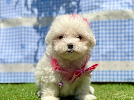 Tea Cup Maltese Terri̇er Yavrularimiz görsel