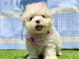 Tea Cup Maltese Terri̇er Yavrularimiz
