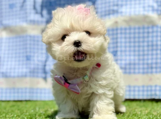 Tea Cup Maltese Terri̇er Yavrularimiz görsel