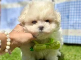 Tea Cup Maltese Terri̇er Yavrularimiz