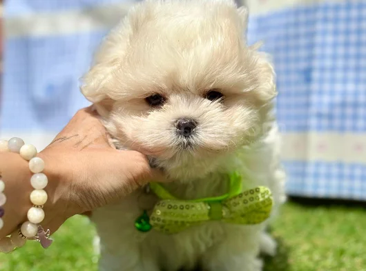 Tea Cup Maltese Terri̇er Yavrularimiz görsel