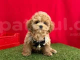 Orji̇nal Malti̇poo Bebekleri̇mi̇z