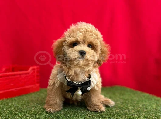 Orji̇nal Malti̇poo Bebekleri̇mi̇z görsel