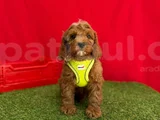 Orji̇nal Malti̇poo Bebekleri̇mi̇z