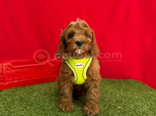 Orji̇nal Malti̇poo Bebekleri̇mi̇z görsel
