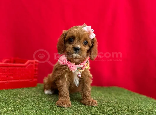 Orji̇nal Malti̇poo Bebekleri̇mi̇z görsel