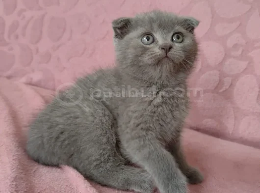 Sevi̇mli̇ Bebeği̇m Tesli̇me Hazir görsel