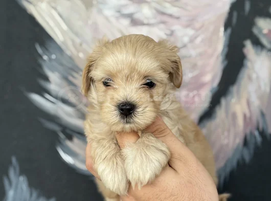Irk Ve Sağlık Garantili Maltipoo Yavrular görsel