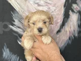 Irk Ve Sağlık Garantili Maltipoo Yavrular