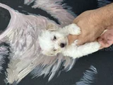Irk Ve sağlık Garantili Maltipoo Yavrular