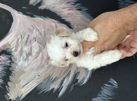 Irk Ve Sağlık Garantili Maltipoo Yavrular