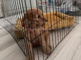 Ücretsiz toy poodle  5 aylık erkek adana