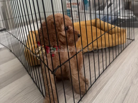 Ücretsiz Toy Poodle  5 Aylık Erkek Adana