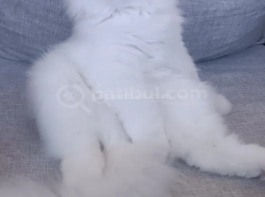Oğlum Snow Için Yuva görsel