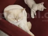 Son Kalan Erkek Yavrum Yeni Ailesini Arıyor