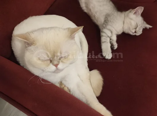 Son Kalan Erkek Yavrum Yeni Ailesini Arıyor görsel