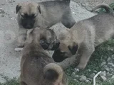 Orjinal Kangal Yavruları
