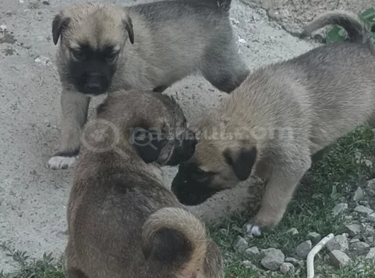 Orjinal Kangal Yavruları görsel