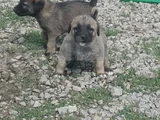 Orjinal kangal yavruları