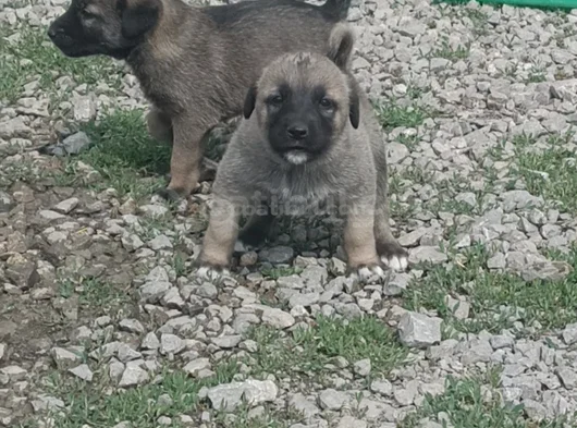 Orjinal Kangal Yavruları