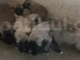 Orjinal Kangal Yavruları
