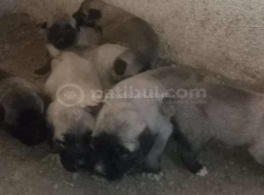 Orjinal Kangal Yavruları görsel