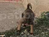 Orjinal Kangal Yavruları