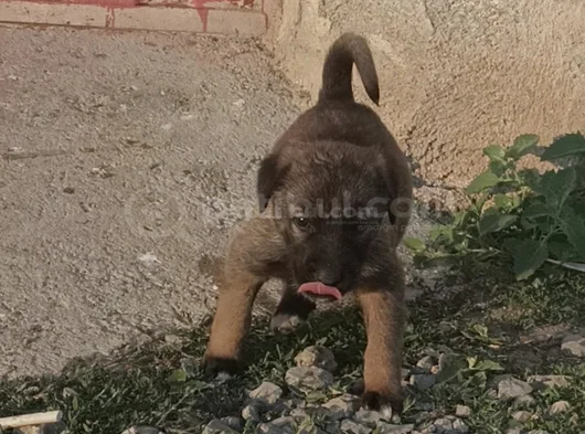Orjinal Kangal Yavruları görsel