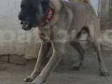 Orjinal Kangal Yavruları