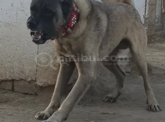Orjinal Kangal Yavruları görsel