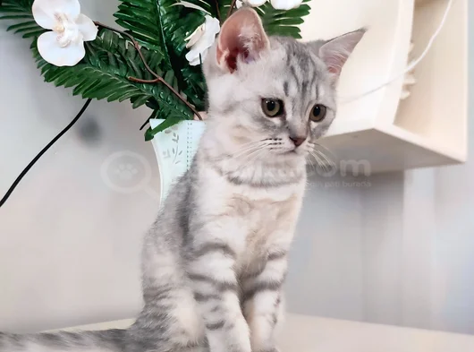 Son Kalan Erkek Yavrum Yeni Ailesini Arıyor görsel