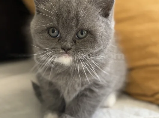 Sevimli Kızlarım görsel