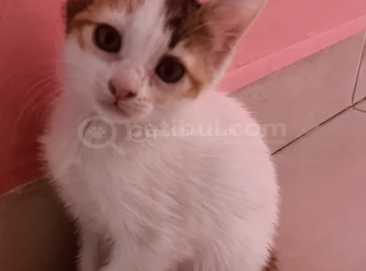Uc Renkli Beyaz Bebek Ucretsiz Sahiplendirilecektir görsel