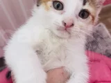 Uc Renkli Beyaz Bebek Ucretsiz Sahiplendirilecektir
