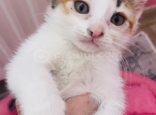 Uc Renkli Beyaz Bebek Ucretsiz Sahiplendirilecektir