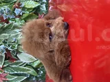 6 Aylık Erkek Aşıları Ve Çiş Eğitimi Tamamlandı