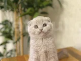 LILAK SCOTTISH FOLD YAVRULARIM