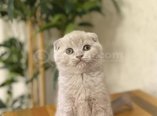 Lilak Scottish Fold Yavrularim