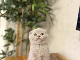 Lilak Scottish Fold Yavrularim