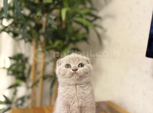 Lilak Scottish Fold Yavrularim görsel