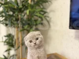 Lilak Scottish Fold Yavrularim